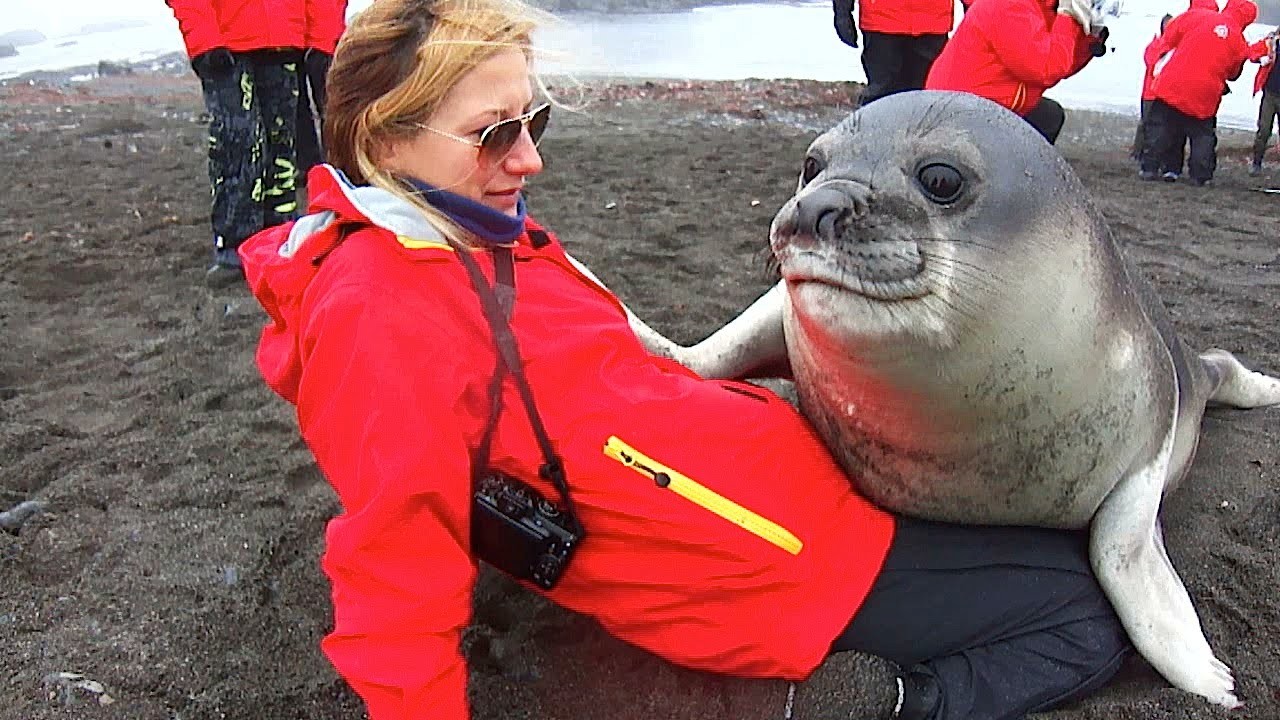 Seal wants to snuggle woman sitting on beach