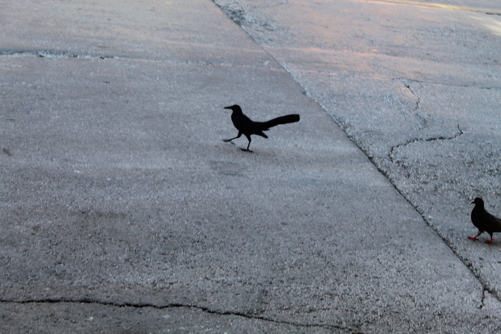 AI caption: two birds walking on a concrete sidewalk, black and white