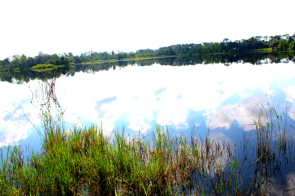 AI caption: a lake with a lot of grass and trees, abstract