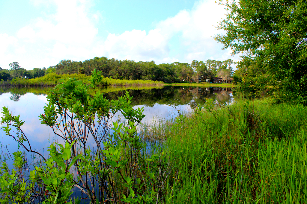 AI caption: a lake with a lot of grass and trees, landscape