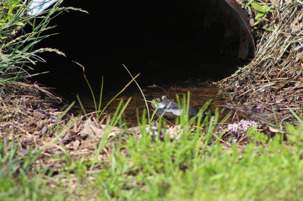 AI caption: a small fish is swimming in a water hole, black and white