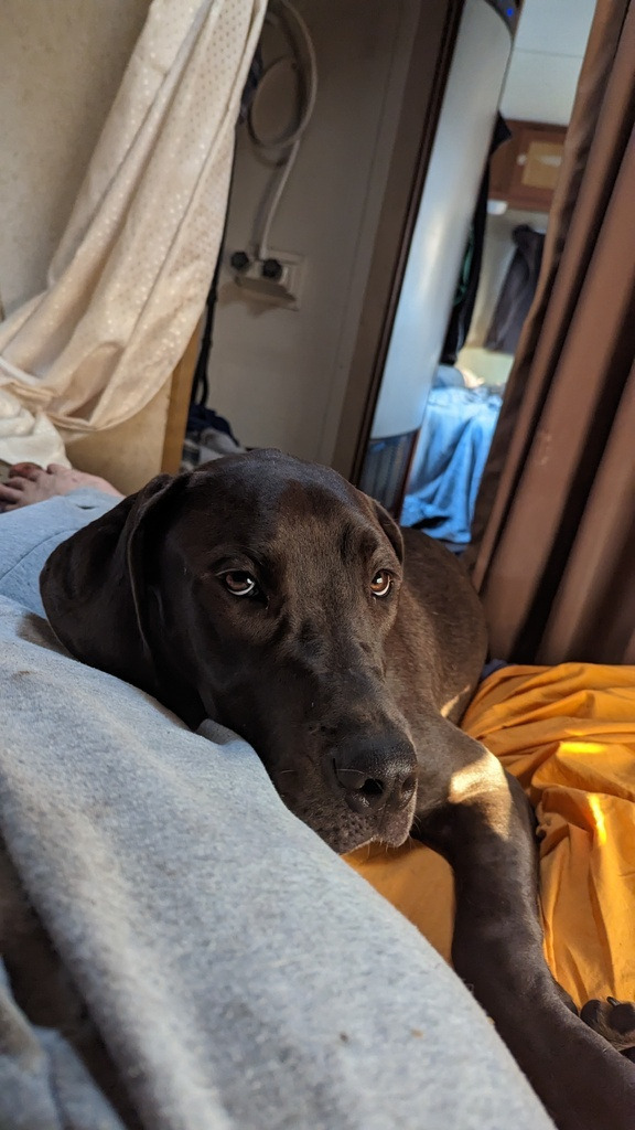 AI caption: a dog laying on a bed in a rv, black and white