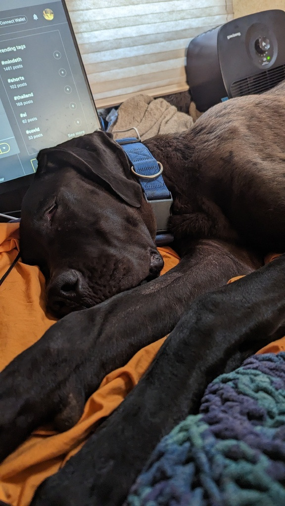 AI caption: a dog sleeping on a bed with a laptop, black and white