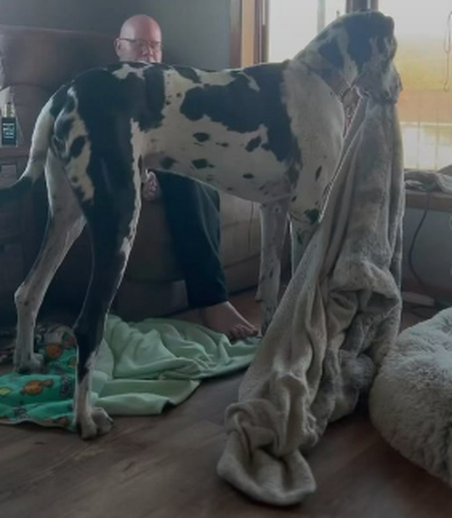 AI caption: a dog is playing with a blanket in a living room, black and white