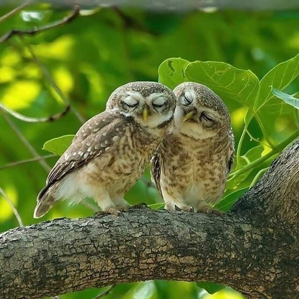 AI caption: two owls are sitting on a branch with leaves, black and white