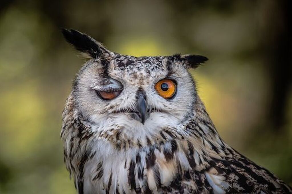 AI caption: a close up of an owl with big eyes, close up