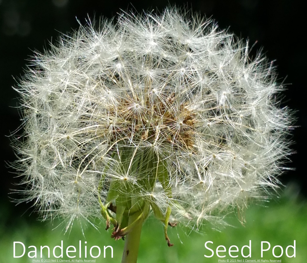 AI caption: the dandelion is a weed, the dandelion is a weed, black and white a dandelion seed pod with the words dandelion seed pod, the dandelion is a weed, black and white a dandelion seed pod with the words dandelion seed pod, the dandelion is a weed, black and white a dandelion seed pod with the words dandelion seed pod, the dandelion is a weed, black and white a dandelion seed pod with the words dandelion seed pod, the dandelion is a weed, black and white a dandelion seed pod with the words dandelion seed pod, the dandelion is a weed, black and white a dandelion seed pod with the words dandelion seed pod, the dandelion is a weed, black and white a dandelion seed pod with the words dandelion seed pod, the dandelion is a weed, black and white a dandelion seed pod with the words dandelion seed pod, the dandelion is a weed, black and white a dandelion seed pod with the words dandelion seed pod, the dandelion is a weed, black and white a dandelion seed pod with the words dandelion seed pod, the dandelion is a weed, black and white a dandelion seed pod with the words dandelion seed pod, the dandelion is a weed, black and white a dandelion seed pod with the words dandelion seed pod, the dandelion is a weed, black and white a dandelion seed pod with the words dandelion seed pod, the dandelion is a weed, black and white a dandelion seed pod with the words dandelion seed pod, the dandelion is a weed, black and white a dandelion seed pod with the words dandelion seed pod, the dandelion is a weed, black and white a dandelion seed pod with the words dandelion seed pod, the dandelion is a weed, black and white a dandelion seed pod with the words dandelion seed pod, the dandelion is a weed, black and white a dandelion seed pod with the words dandelion seed pod, the dandelion is a weed, black and white a dandelion seed pod with the words dandelion seed pod, the dandelion is a weed, black and white a dandelion seed pod with the words dandelion seed pod, the dandelion is a weed, black and white a dandelion seed pod with the words dandelion seed pod, the dandelion is a weed, black and white a dandelion seed pod with the words dandelion seed pod, the dandelion is a weed, black and white a dandelion seed pod with the words dandelion seed pod, the dandelion is a weed, black and white a dandelion seed pod with the words dandelion seed pod, the dandelion is a weed, black and white a dandelion seed pod with the words dandelion seed pod, the dandelion is a weed, black and white a dandelion seed pod with the words dandelion seed pod, the dandelion is a weed, black and white a dandelion seed pod with the words dandelion seed pod, the dandelion is a weed, black and white a dandelion seed pod with the words dandelion seed pod, the dandelion is a weed, black and white a dandelion seed pod with the words dandelion seed pod, the dandelion is a weed, black and white