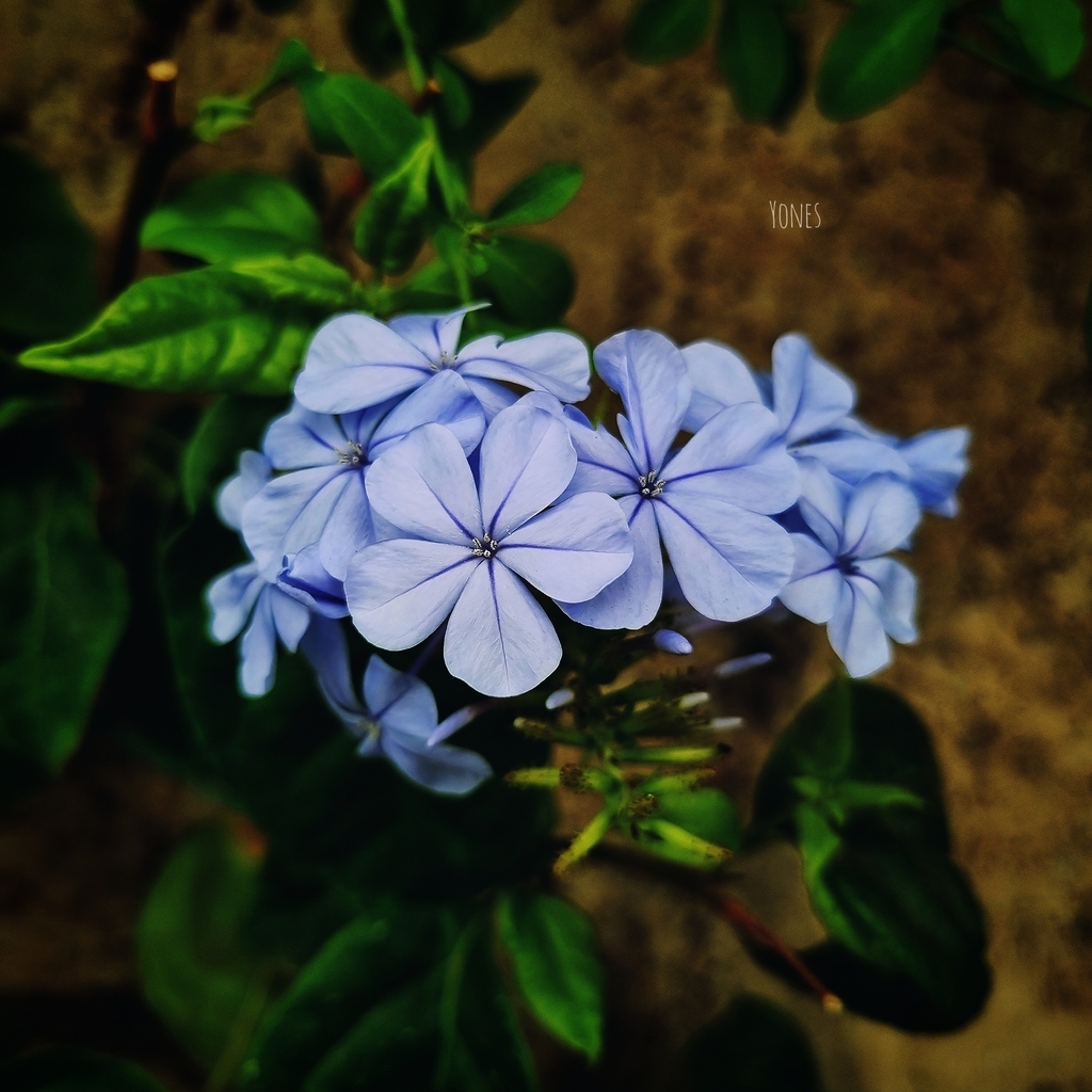 AI caption: the flowers are too close to the wall, the flowers are too close to the wall, flower a bunch of blue flowers on a plant, the flowers are too close to the wall, flower a bunch of blue flowers on a plant, the flowers are too close to the wall, flower a bunch of blue flowers on a plant, the flowers are too close to the wall, flower a bunch of blue flowers on a plant, the flowers are too close to the wall, flower a bunch of blue flowers on a plant, the flowers are too close to the wall, flower a bunch of blue flowers on a plant, the flowers are too close to the wall, flower a bunch of blue flowers on a plant, the flowers are too close to the wall, flower a bunch of blue flowers on a plant, the flowers are too close to the wall, flower a bunch of blue flowers on a plant, the flowers are too close to the wall, flower a bunch of blue flowers on a plant, the flowers are too close to the wall, flower a bunch of blue flowers on a plant, the flowers are too close to the wall, flower a bunch of blue flowers on a plant, the flowers are too close to the wall, flower a bunch of blue flowers on a plant, the flowers are too close to the wall, flower a bunch of blue flowers on a plant, the flowers are too close to the wall, flower a bunch of blue flowers on a plant, the flowers are too close to the wall, flower a bunch of blue flowers on a plant, the flowers are too close to the wall, flower a bunch of blue flowers on a plant, the flowers are too close to the wall, flower a bunch of blue flowers on a plant, the flowers are too close to the wall, flower a bunch of blue flowers on a plant, the flowers are too close to the wall, flower a bunch of blue flowers on a plant, the flowers are too close to the wall, flower a bunch of blue flowers on a plant, the flowers are too close to the wall, flower a bunch of blue flowers on a plant, the flowers are too close to the wall, flower a bunch of blue flowers on a plant, the flowers are too close to the wall, flower a bunch of blue flowers on a plant, the flowers are too close to the wall, flower a bunch of blue flowers on a plant, the flowers are too close to the wall, flower a bunch of blue flowers on a plant, the flowers are too close to the wall, flower a bunch of blue flowers on a plant, the flowers are too close to the wall, flower